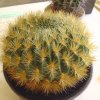 Echinopsis_ chrysochete